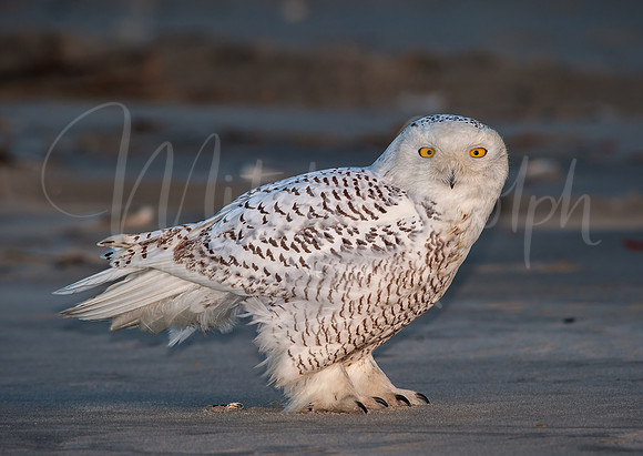 Snowy Owl on Beach