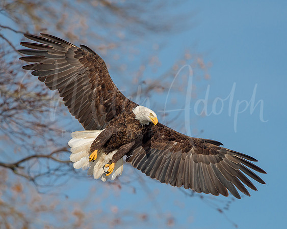 Bald Eagle Spread