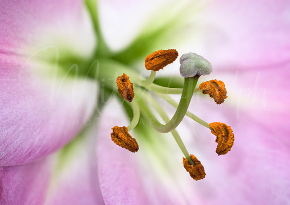 Lily (Detail)