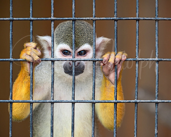 Gibbon - Inside Looking Out