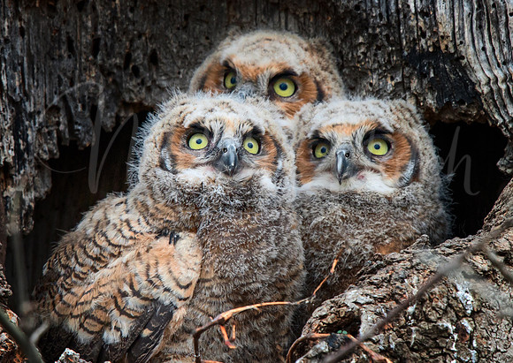 Great Horned Owl Chicks