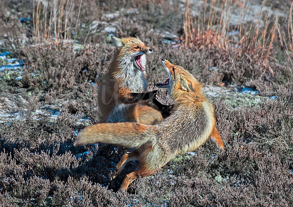 Red Foxes Fighting