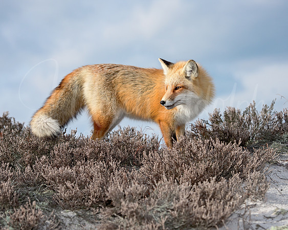 Red Fox onHeather Dune