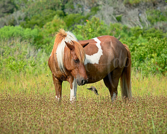 Assateague Pony Watching a Sparrow