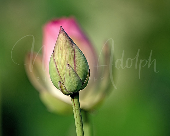 Lotus Blossums