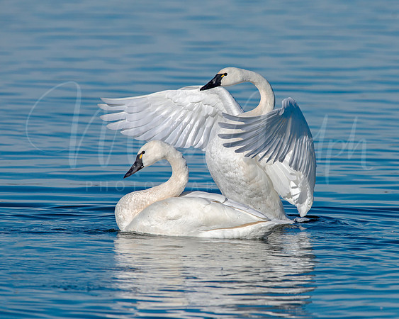 Tundra Swans