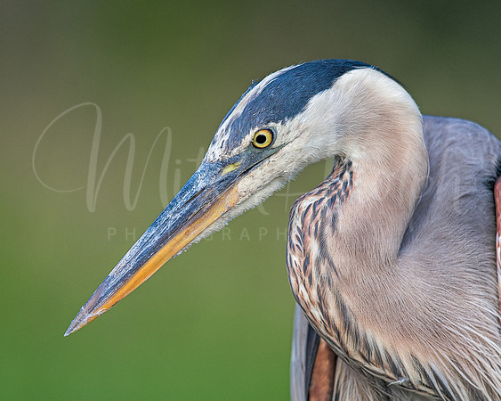 Great Blue Heron Portrait