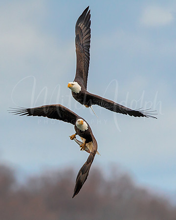 Bald Eagles Chase