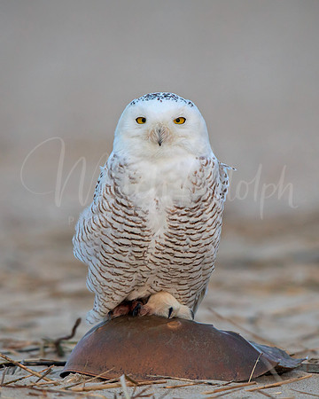Snowy Owl on Horseshoe Crab