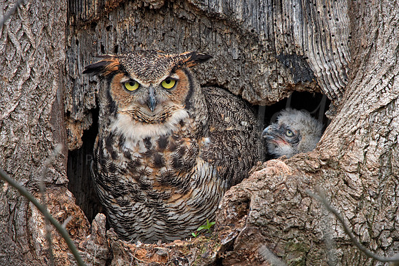 Great Horned Owl and Chick