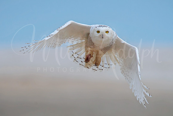 Snowy Owl in Flight