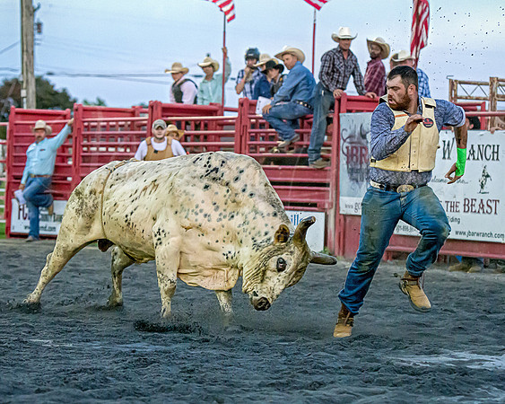 Rodeo Bull Chase