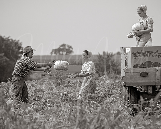 Watermelon Harvest
