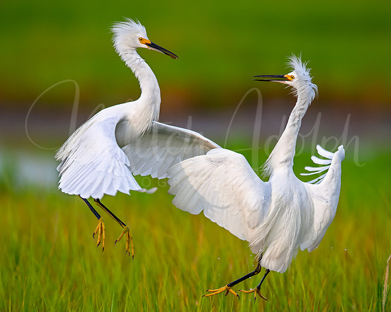 Snowy Egrets Sparring