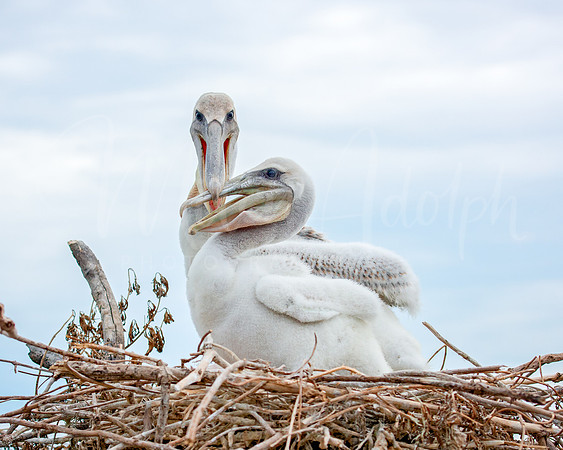 Brown Pelican Chicks