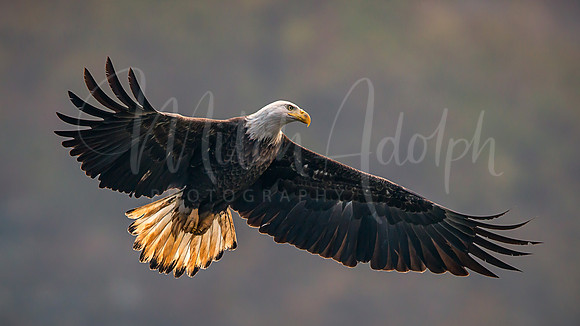 Bald Eagle Soaring