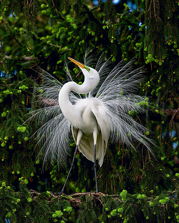 Great Egret