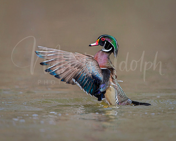 Wood Duck Profile
