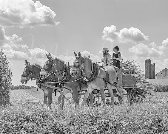 Amish Corn Harvest