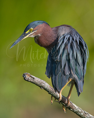 Green Heron