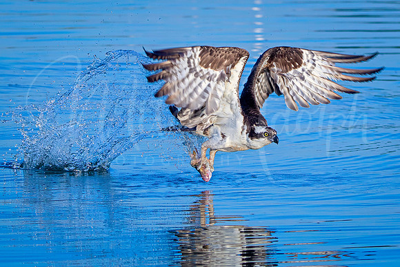 Osprey Fishing