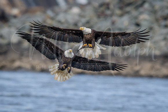 Bald Eagle Chase