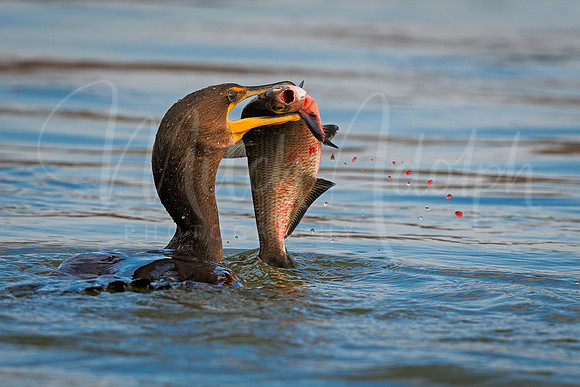 Double-Crested Cormorant Fishing