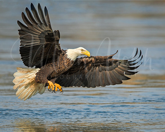 Bald Eagle Fishing