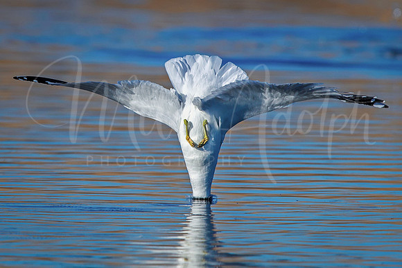 Ring-Billed Gull