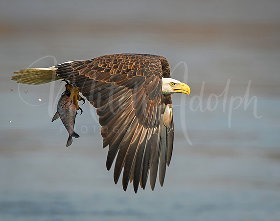 Bald Eagle with Fish
