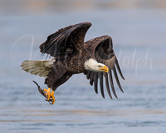 Bald Eagle with Fish