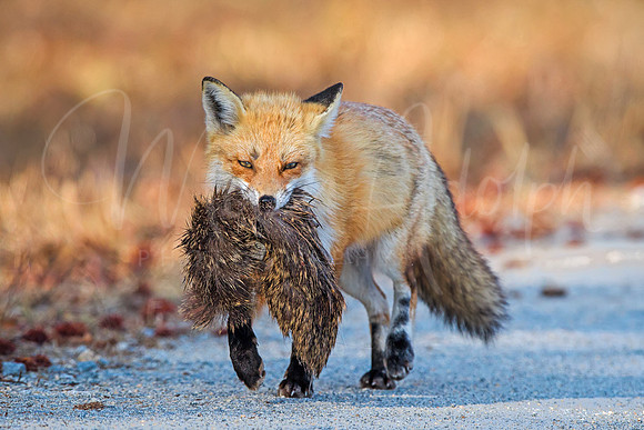 Red Fox with Prey