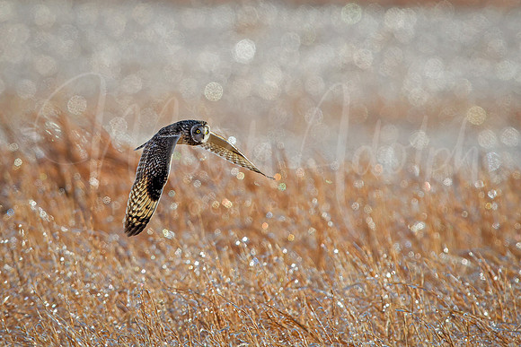 Short Eared Owl