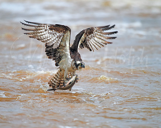 Osprey