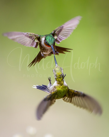 Ruby-Throated Hummingbirds