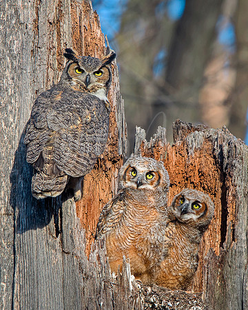 Great Horned Owls