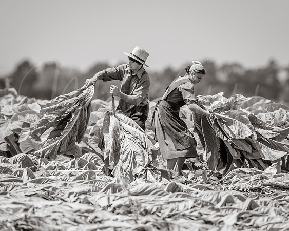 Amish Tobacco Harvest