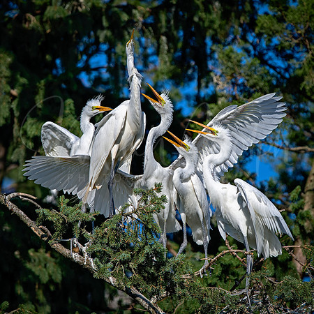 Great Egrets