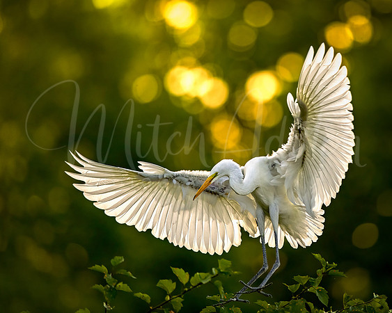 Great Egret