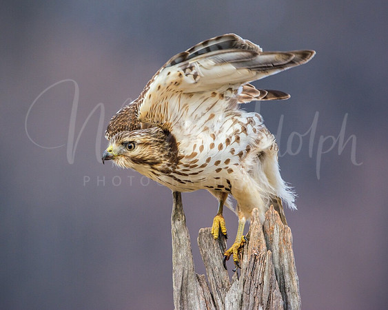 Red-Tailed Hawk Launch