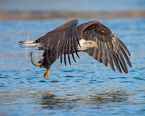 Bald Eagle With Fish