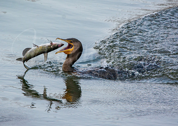 Double-Crested Cormorant Fishing