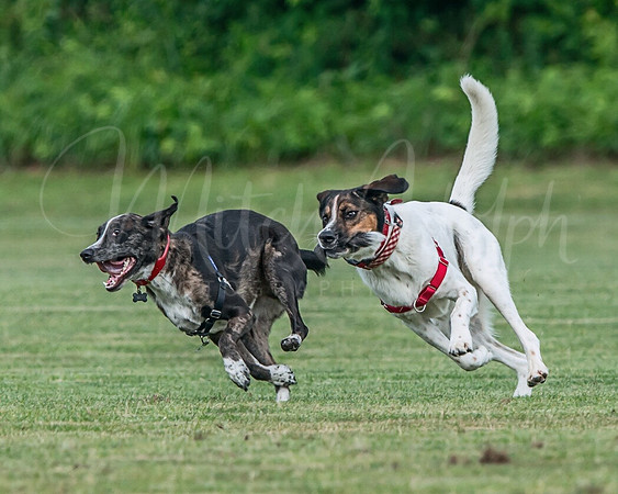Wagging the Dog