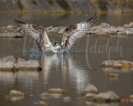 Osprey Fishing