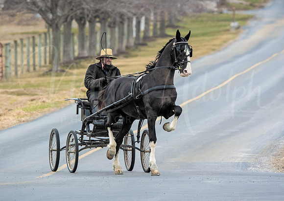 Amish Buggh Horse in Training